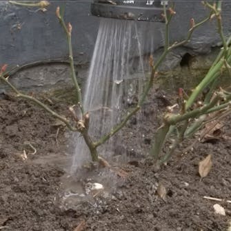 Vanning av roser Vanning av roser